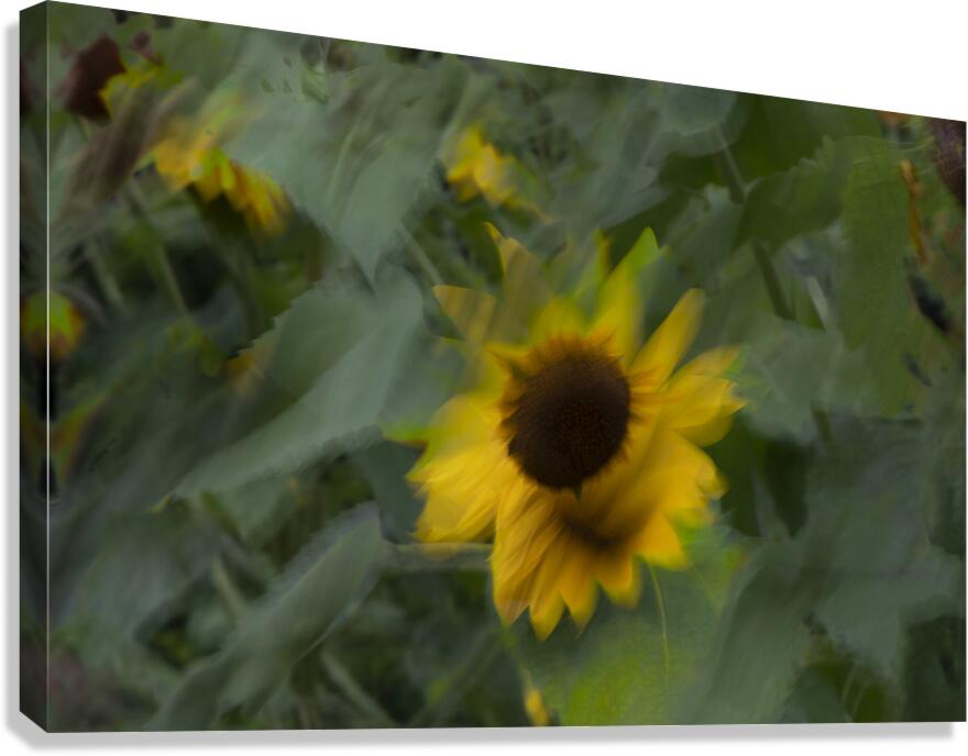 20240819 21 Canvas Print