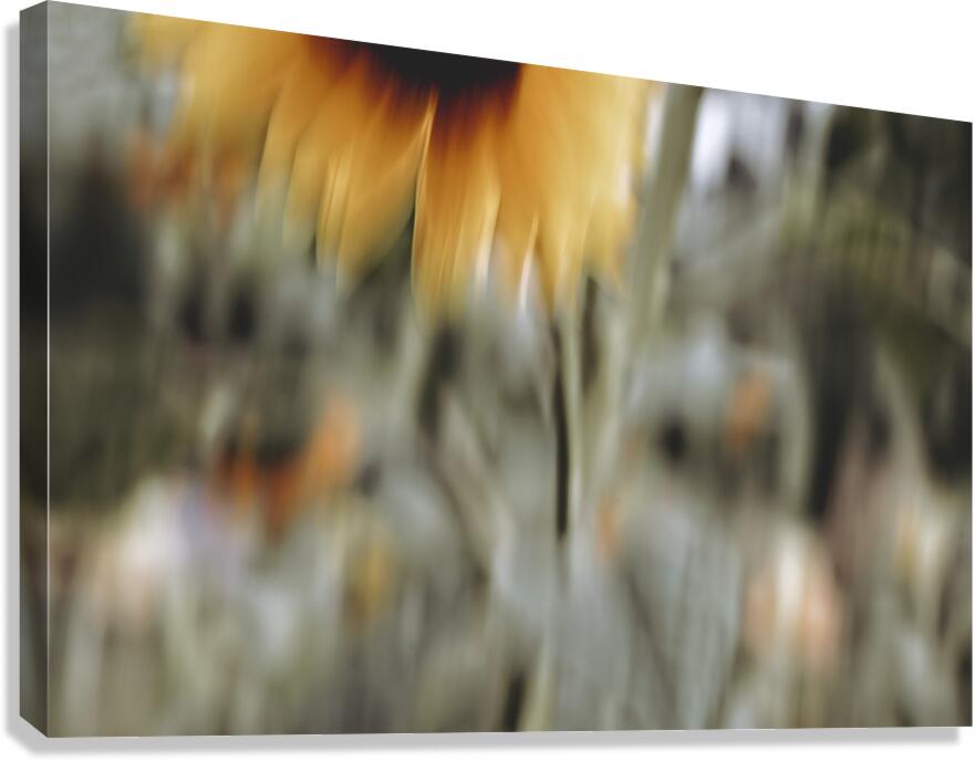 FS240824 23 Canvas Print