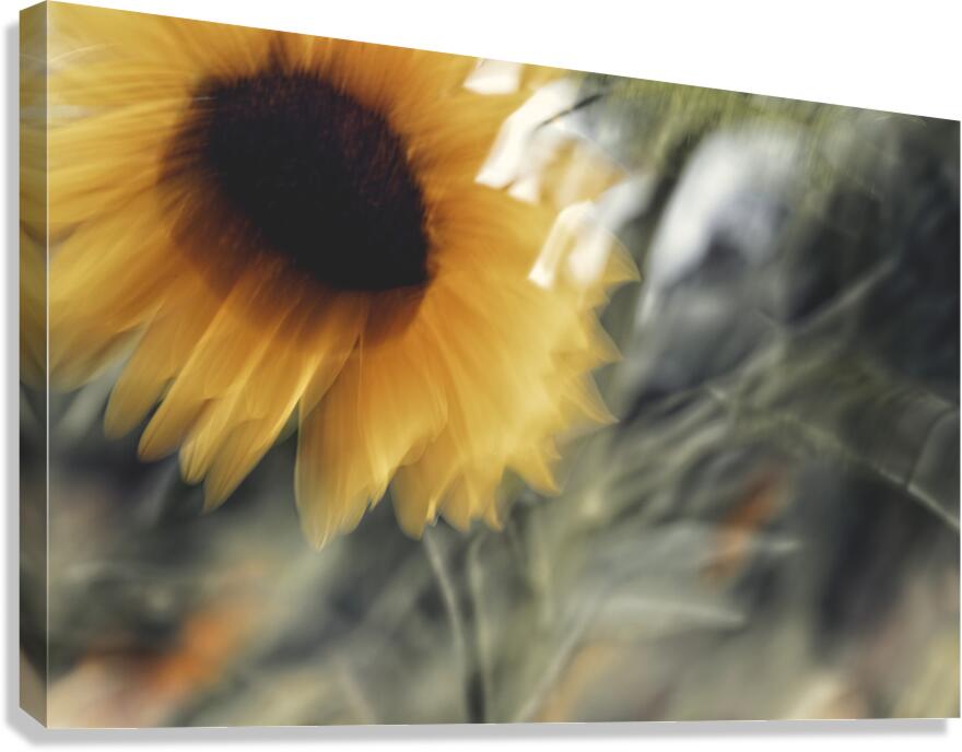 FS240824 13 Canvas Print