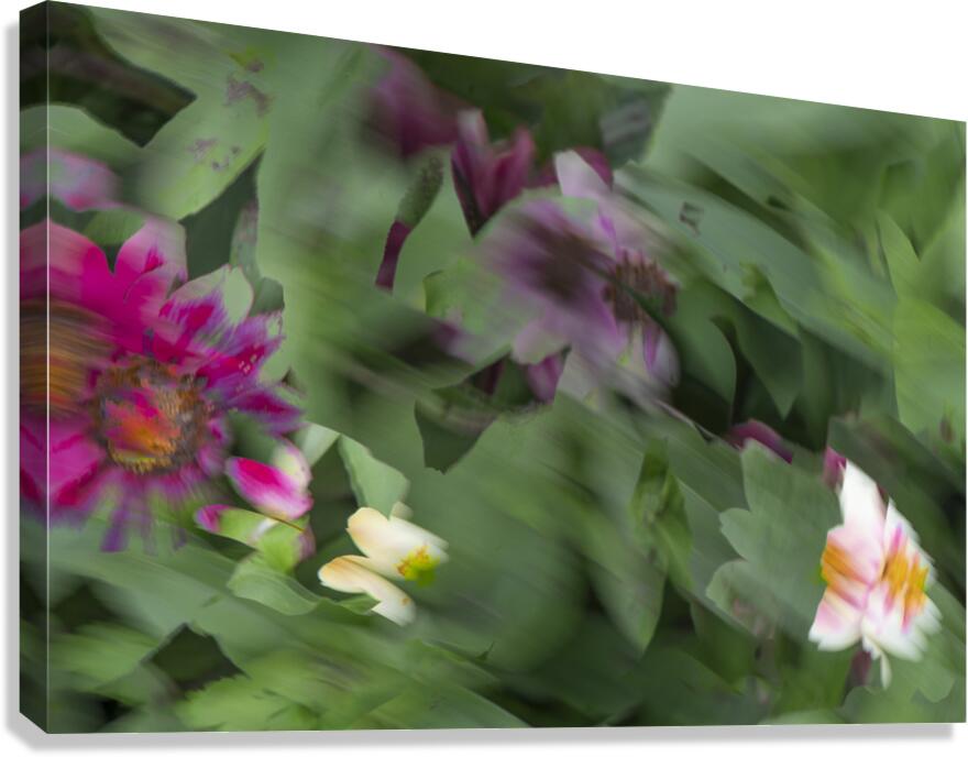 20240824 31 Canvas Print