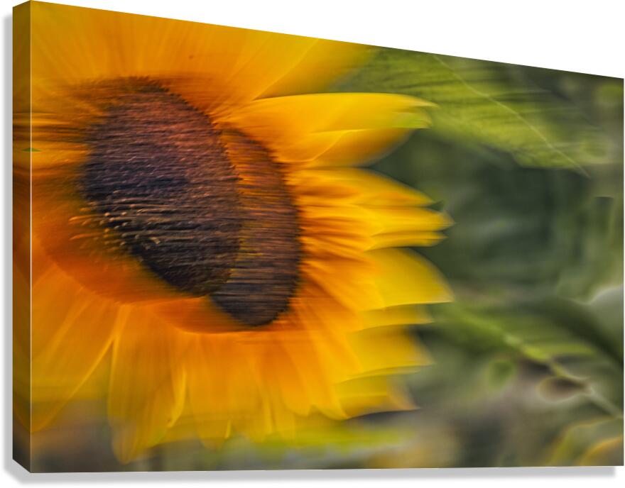 FS240824 46 Canvas Print