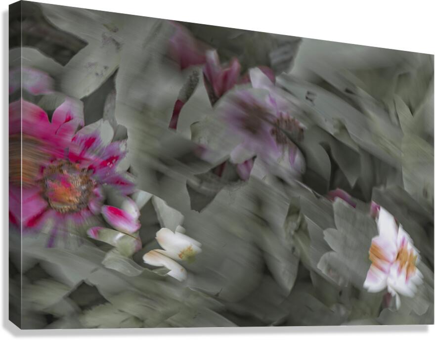 FS240824 310 Canvas Print