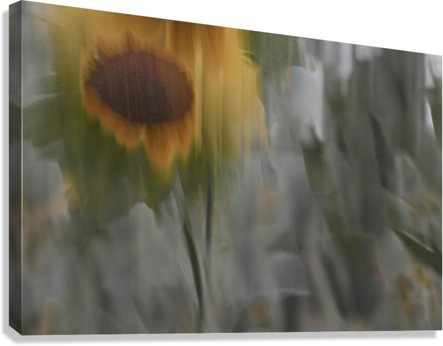 FS240824 21 Canvas Print