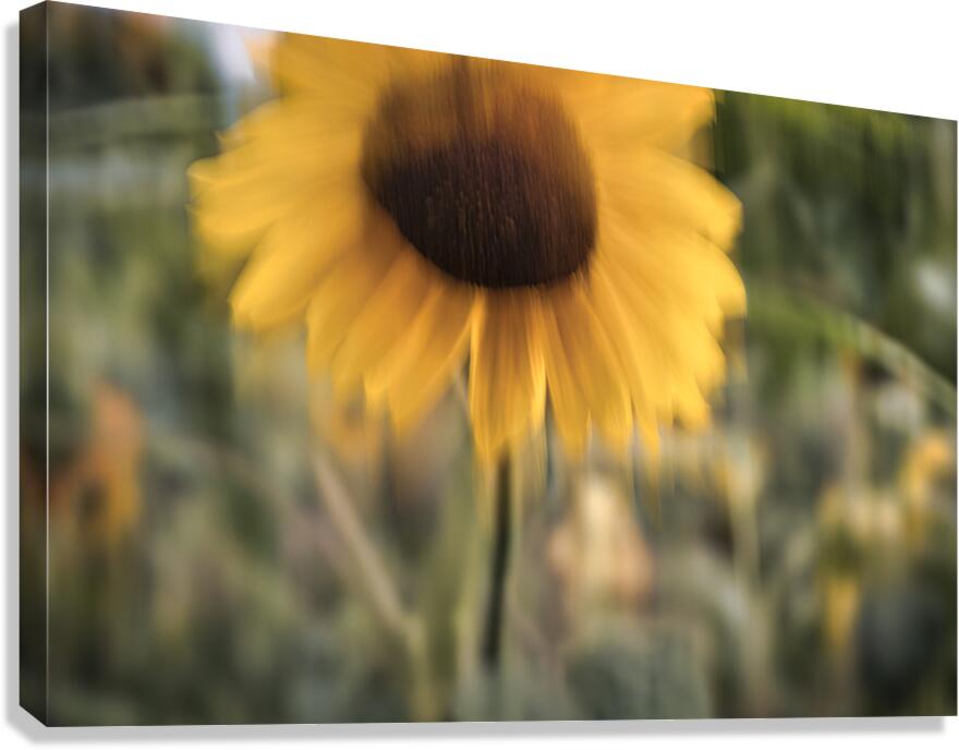 FS240824 47 Canvas Print