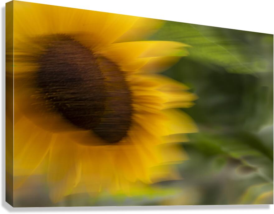 20240824 46 Canvas Print