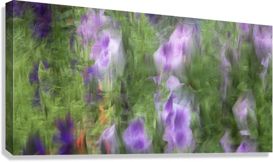 FS240816 Canvas Print