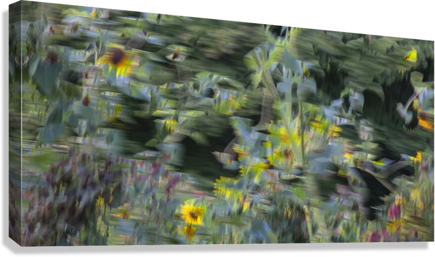FS240820DW Canvas Print