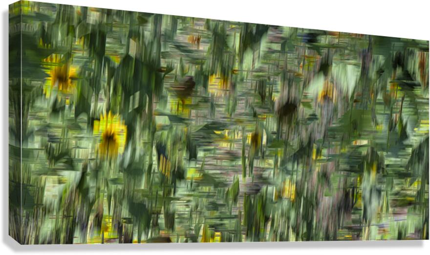 FS240820 SUNFLOWERS Canvas Print