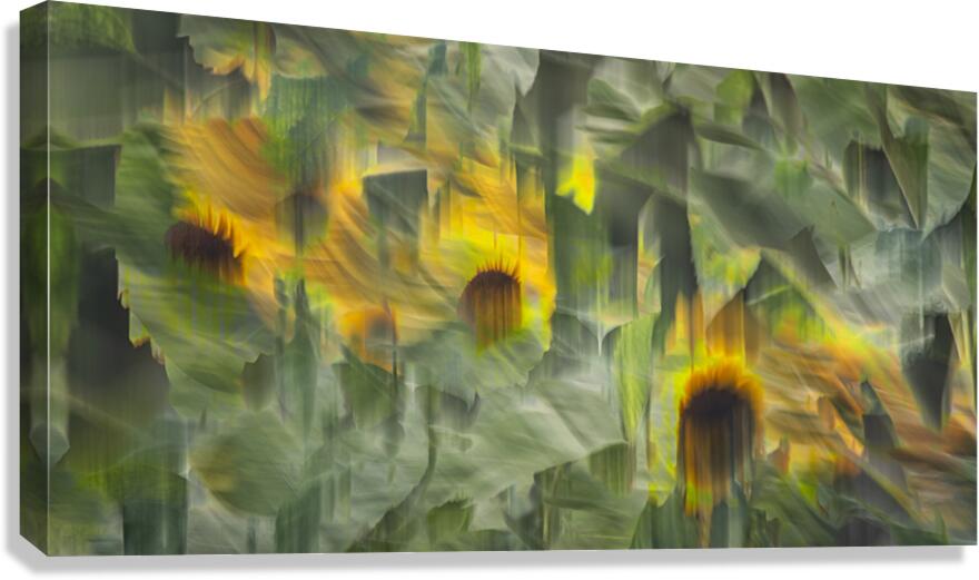 FS240902 147 Canvas Print