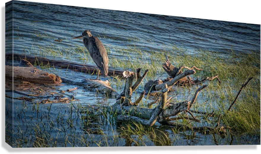 FS240607DW Canvas Print