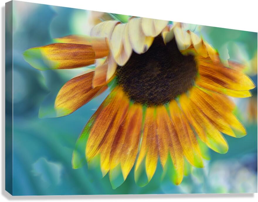 FS240827 72 Canvas Print