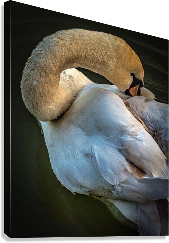 FS230602SW Canvas Print
