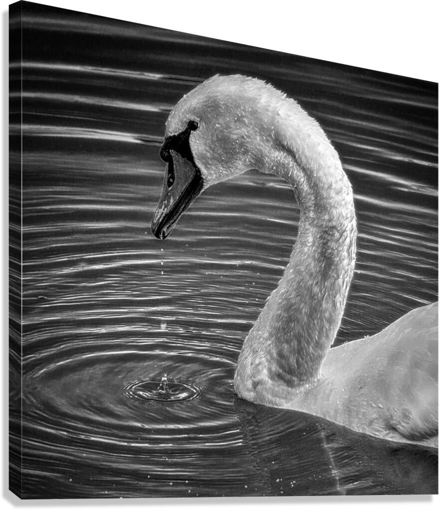 FS230602S Canvas Print