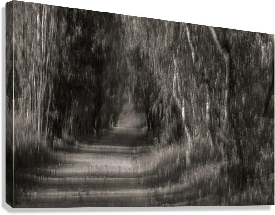 FS240910 THE PATH Canvas Print