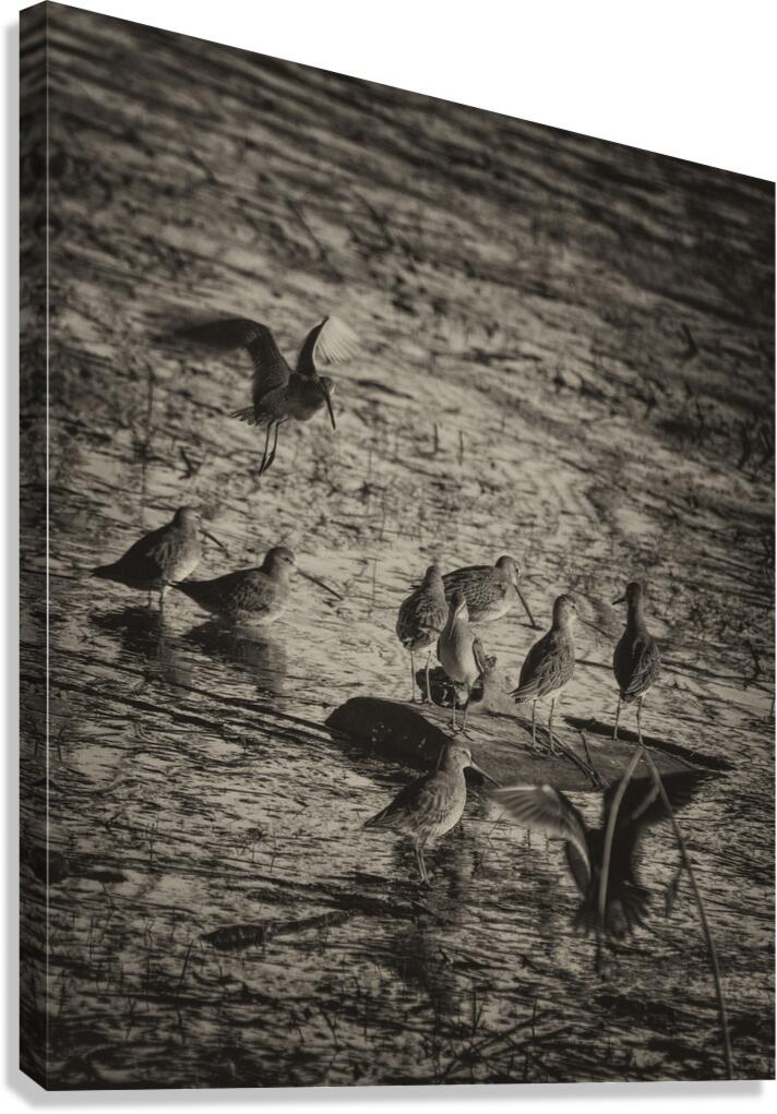 SANDPIPERS Canvas Print