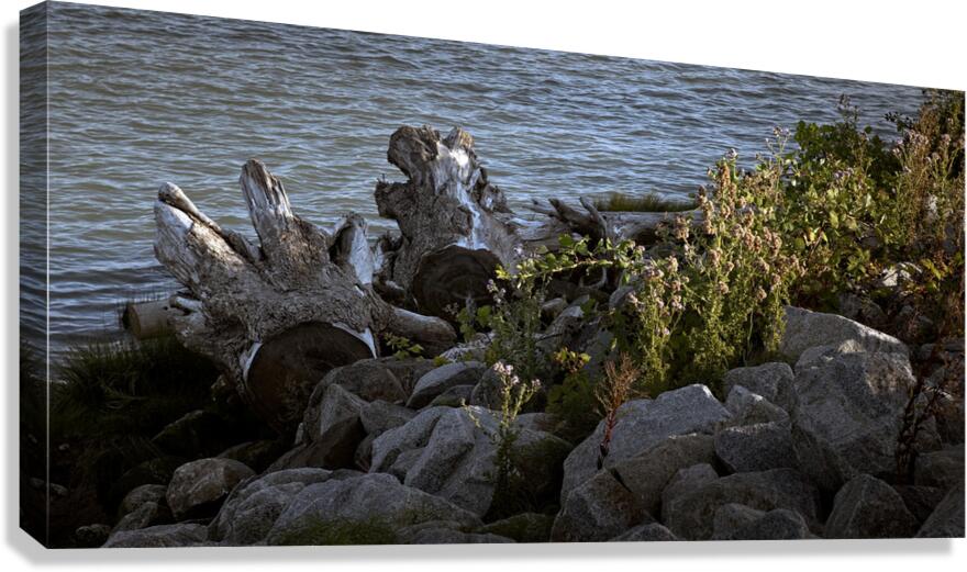 FS240725 Canvas Print