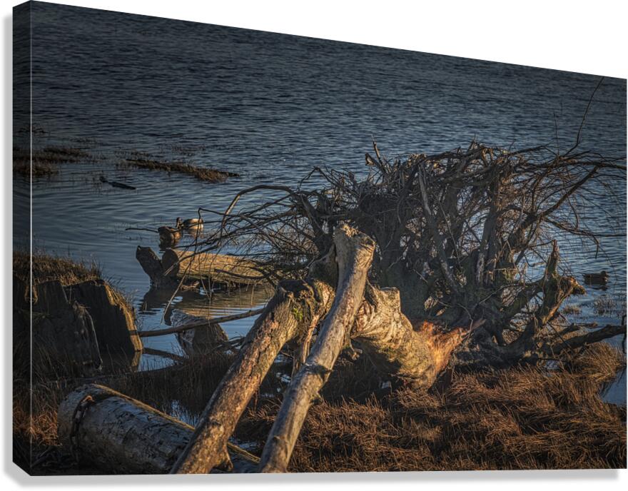 FS241203 Canvas Print