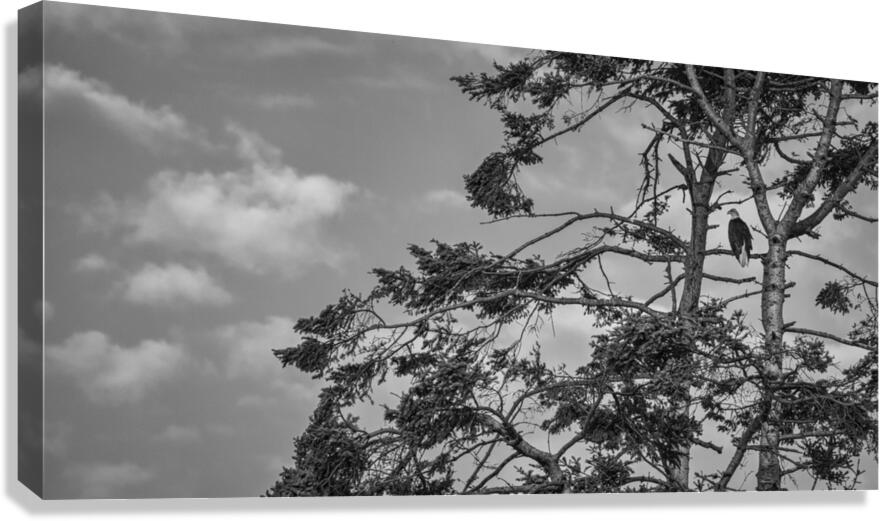 FS240802 BW EAGLE Canvas Print