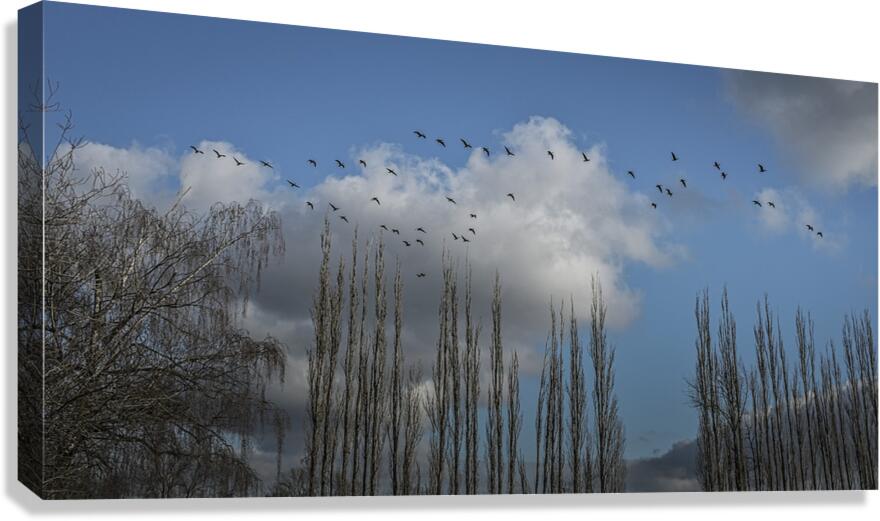 FS240207 Canvas Print