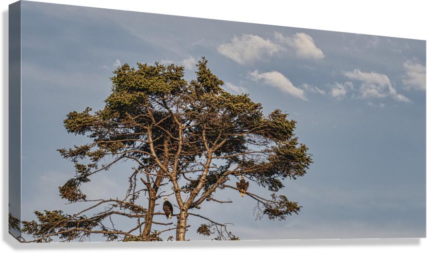 FS240802 TWO EAGLES Canvas Print