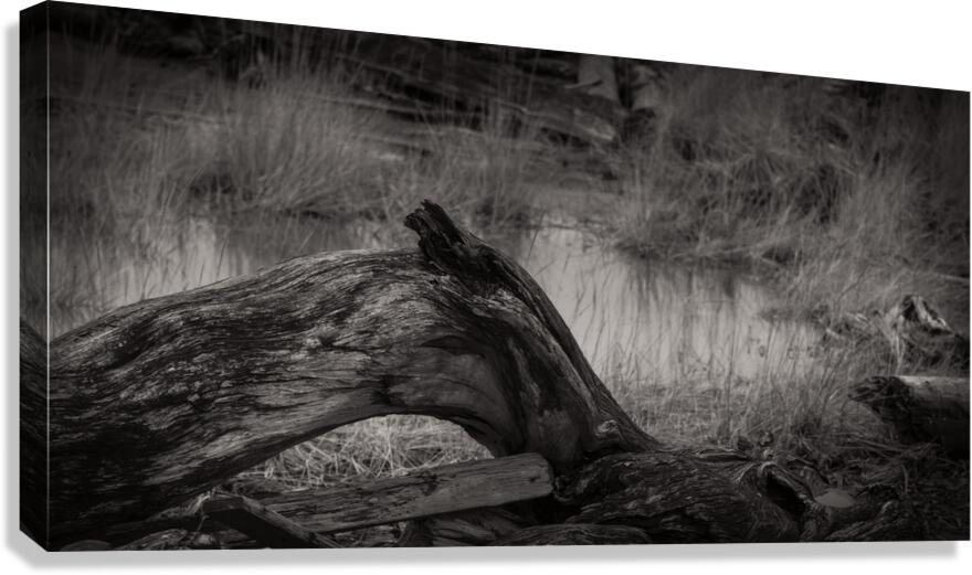 FS250101DW Canvas Print