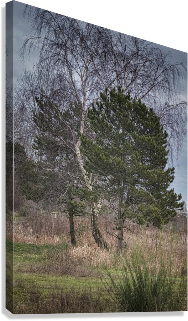 FS250101 TREES Canvas Print