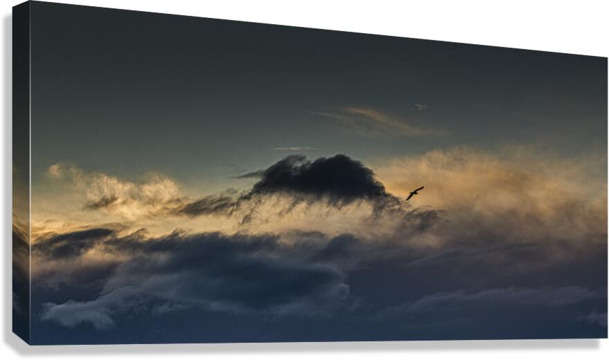 FS250201 FREE AS THE WIND Canvas Print