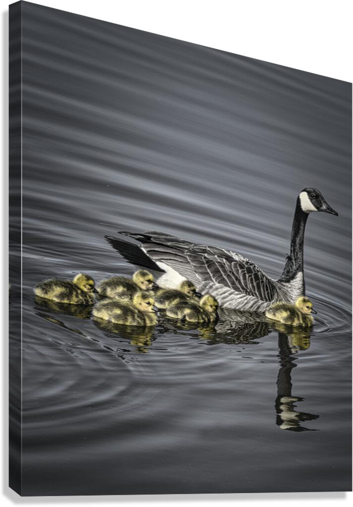 FS240422 GOOSE MOTHER AND KIDS Canvas Print