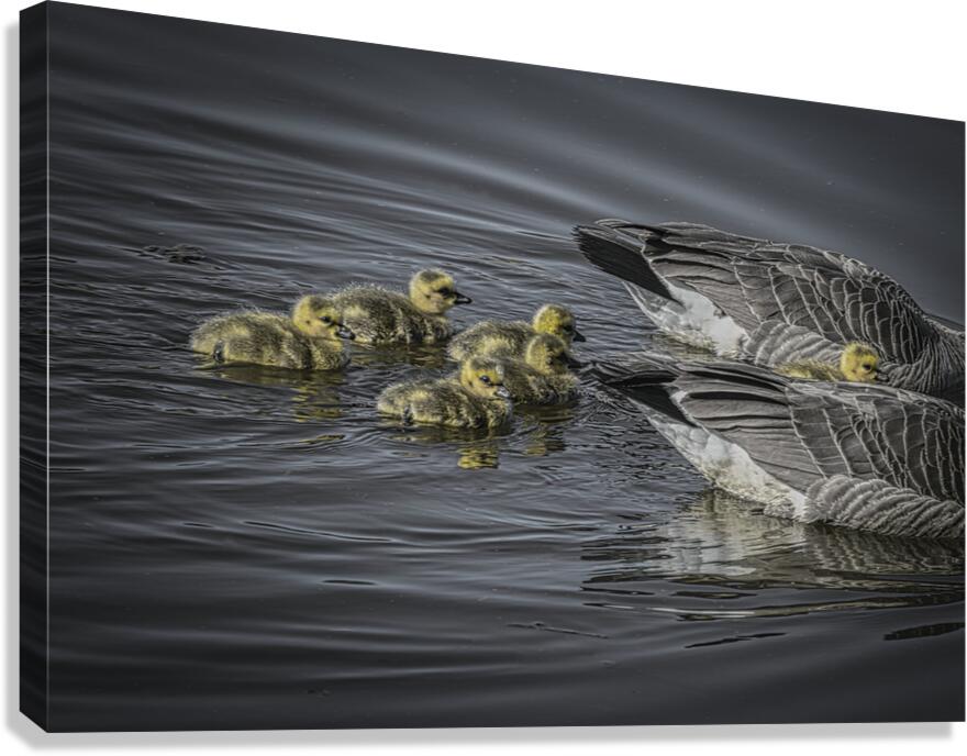 FS240422 GEESE FAMILY Canvas Print