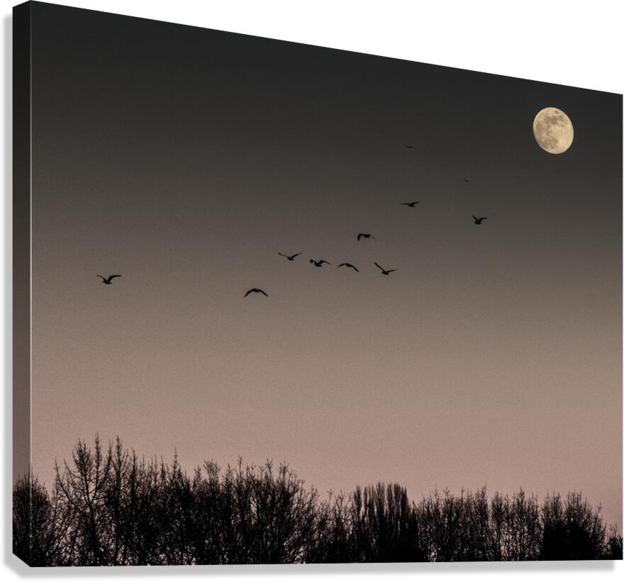 FS250211 MOONRISE 810 Canvas Print