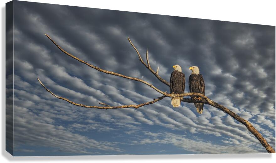 FS250211 EAGLES DW Canvas Print