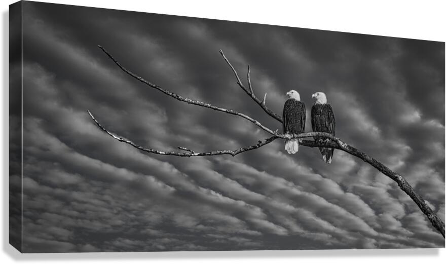 FS250211BW TWO EAGLES Canvas Print
