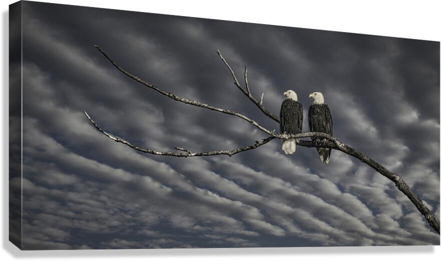 FS250211 MONO Canvas Print