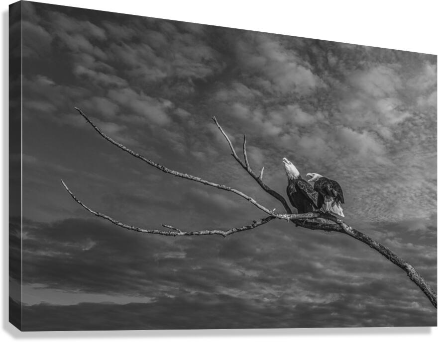 FS250211 EAGLES TWOGETHER BW2 Canvas Print