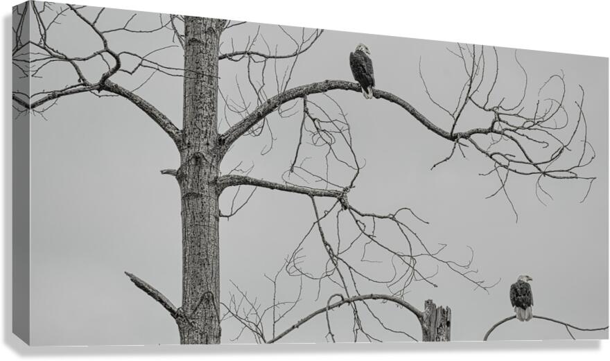 FS250209DBW TWO EAGLES HIGHKEY Canvas Print