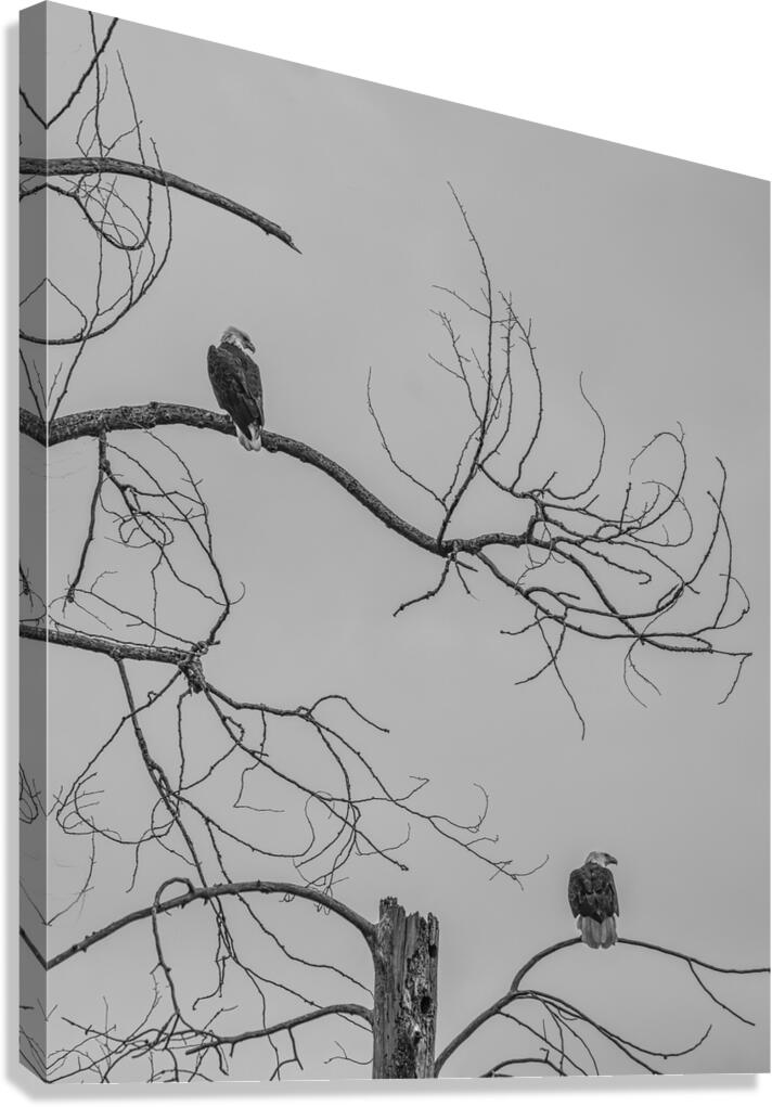 FS250209 TWO EAGLES TWOGETHER BW Canvas Print