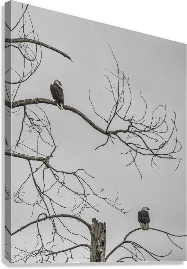 FS250209 EAGLES EKTAR 100 Canvas Print