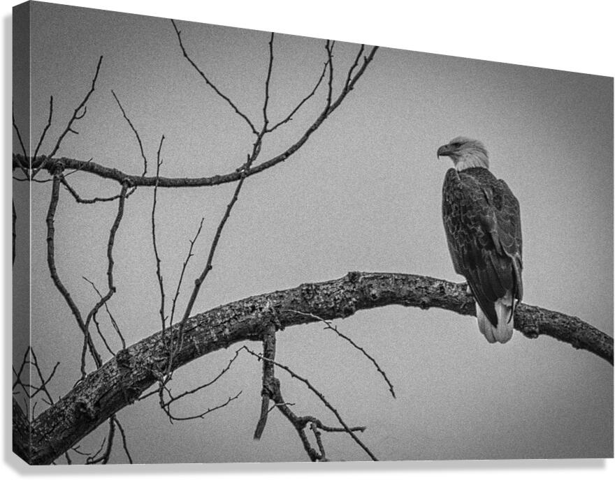 FS250209 ANTIQUE BW Canvas Print