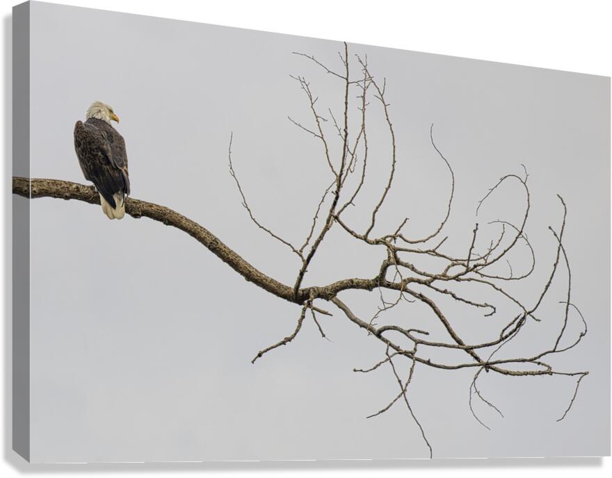 FS250209 AN EAGLE ON TREE CT2 Canvas Print