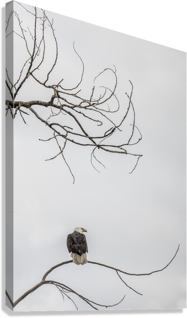 FS250209 EAGLE 5 Canvas Print
