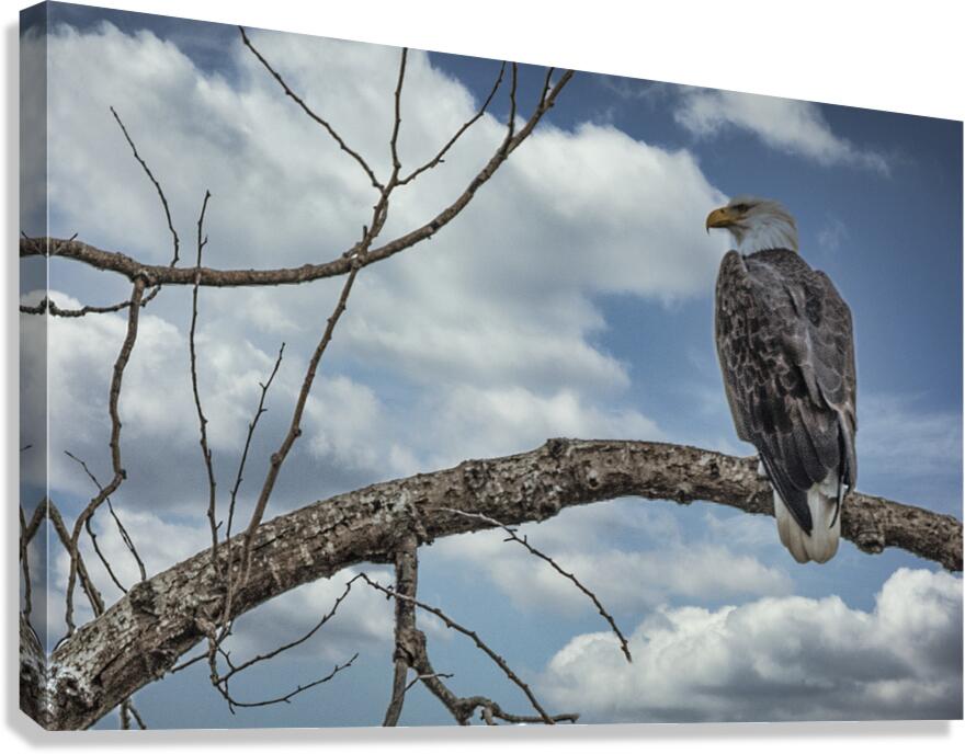 FS250209 EAGLE 2 Canvas Print