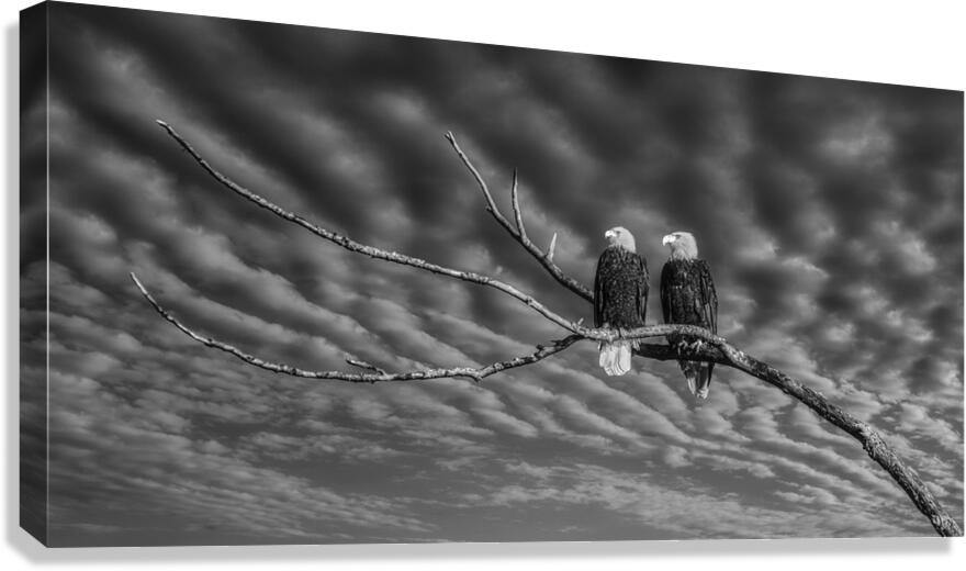 FS250211 EAGLES DW Edit Canvas Print
