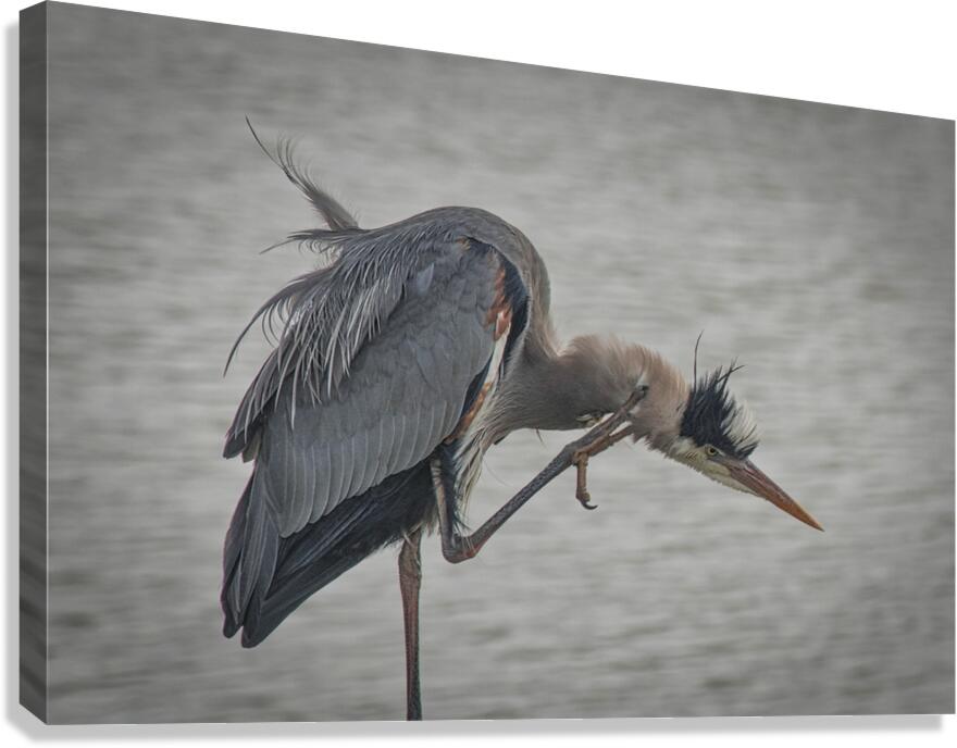 FS250409 ITCHING Canvas Print