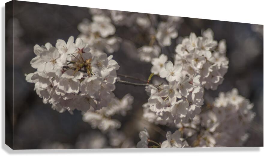 FS250403 Canvas Print