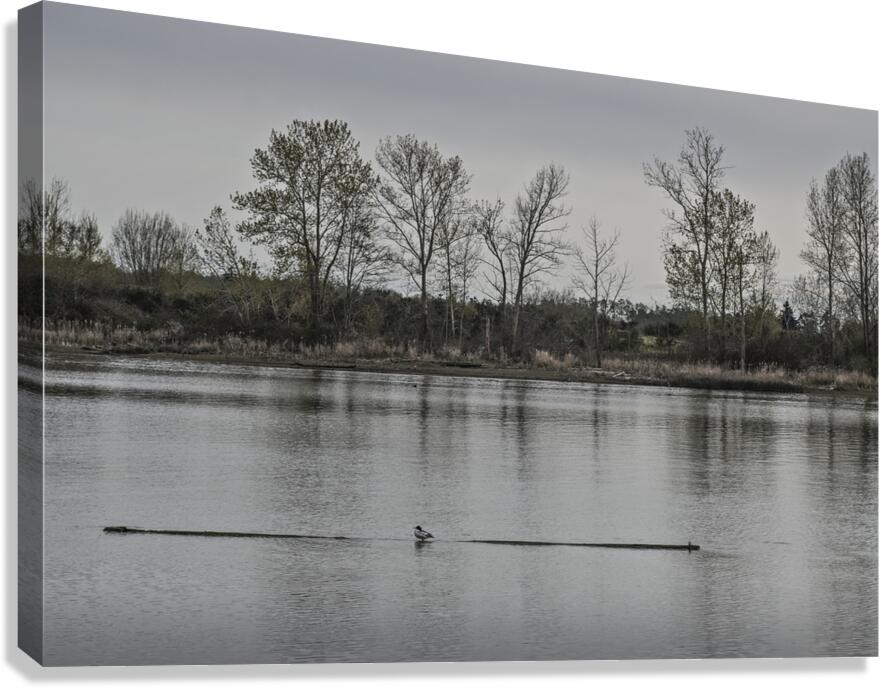 FS250409 RESTING Canvas Print