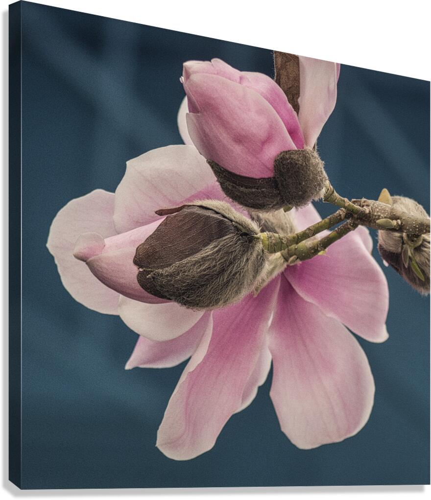 FS250402 SPRING Canvas Print