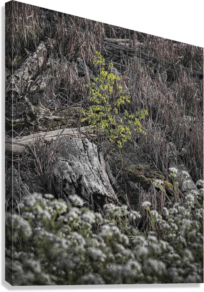 FS250430  SPRINGTIME Canvas Print