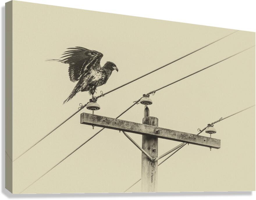 FS250223BW  EAGLE Canvas Print