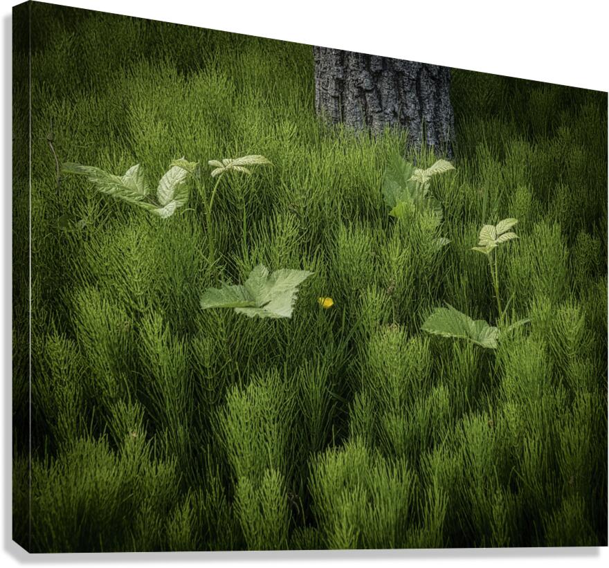 FS250507 SPRING Canvas Print