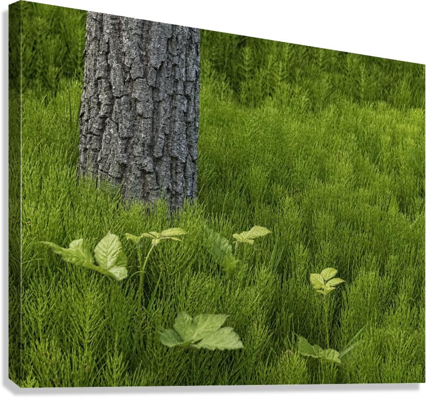 FS250507 SPRINGTIME Canvas Print